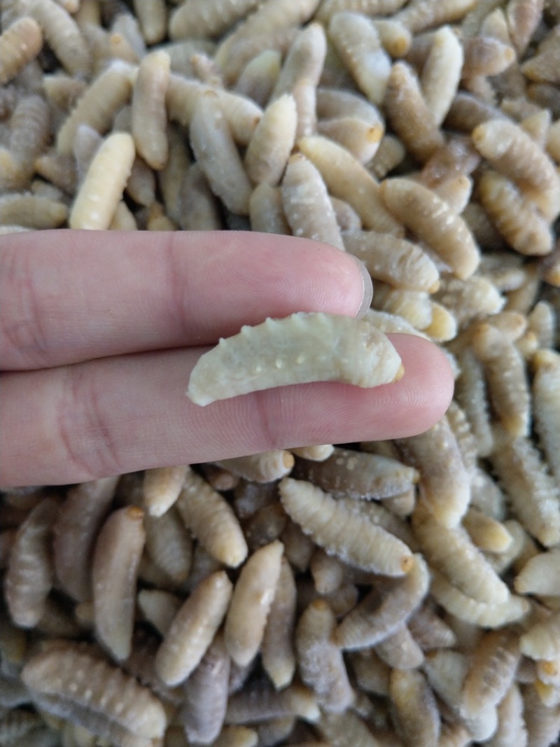 树蜂蛹3级，现货，七里蛹，黄脚蛹，熟冻，葫芦蜂3级蛹