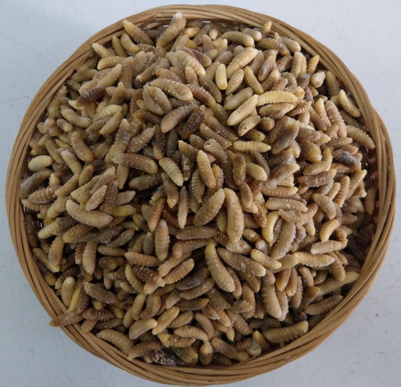 树蜂蛹3级，现货，七里蛹，黄脚蛹，熟冻，葫芦蜂3级蛹
