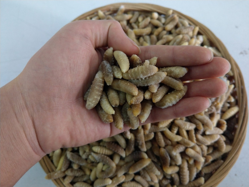 树蜂蛹3级，现货，七里蛹，黄脚蛹，熟冻，葫芦蜂3级蛹