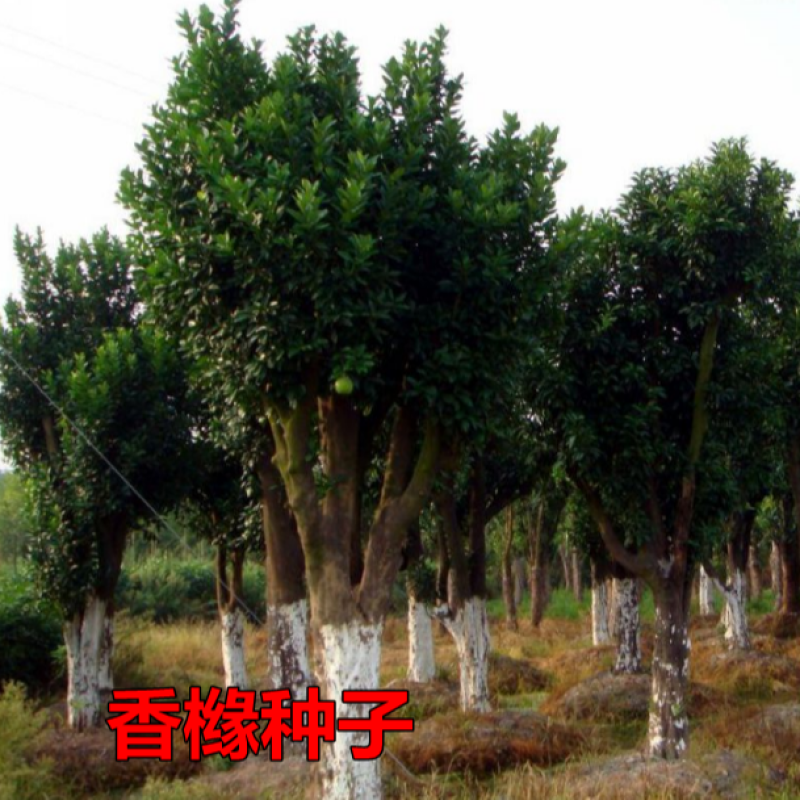香橼种子枸橼子香圆香圆树香橼树种籽香泡种子芸香