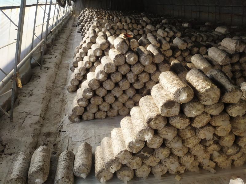【菌棒】平菇菌棒，河北基地供应，质优价廉，量大优惠，欢迎电联