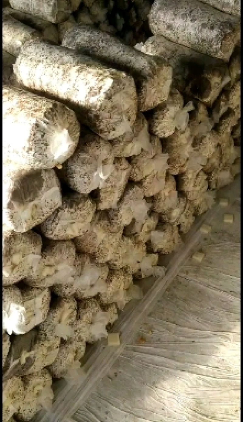 【菌棒】平菇菌棒，河北基地供应，质优价廉，量大优惠，欢迎电联
