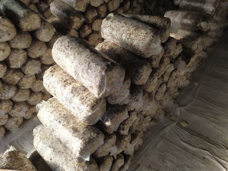 【菌棒】平菇菌棒，河北基地供应，质优价廉，量大优惠，欢迎电联