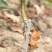 山楂苗嫁接山楂苗大金星大五棱甜红子山楂苗现挖苗