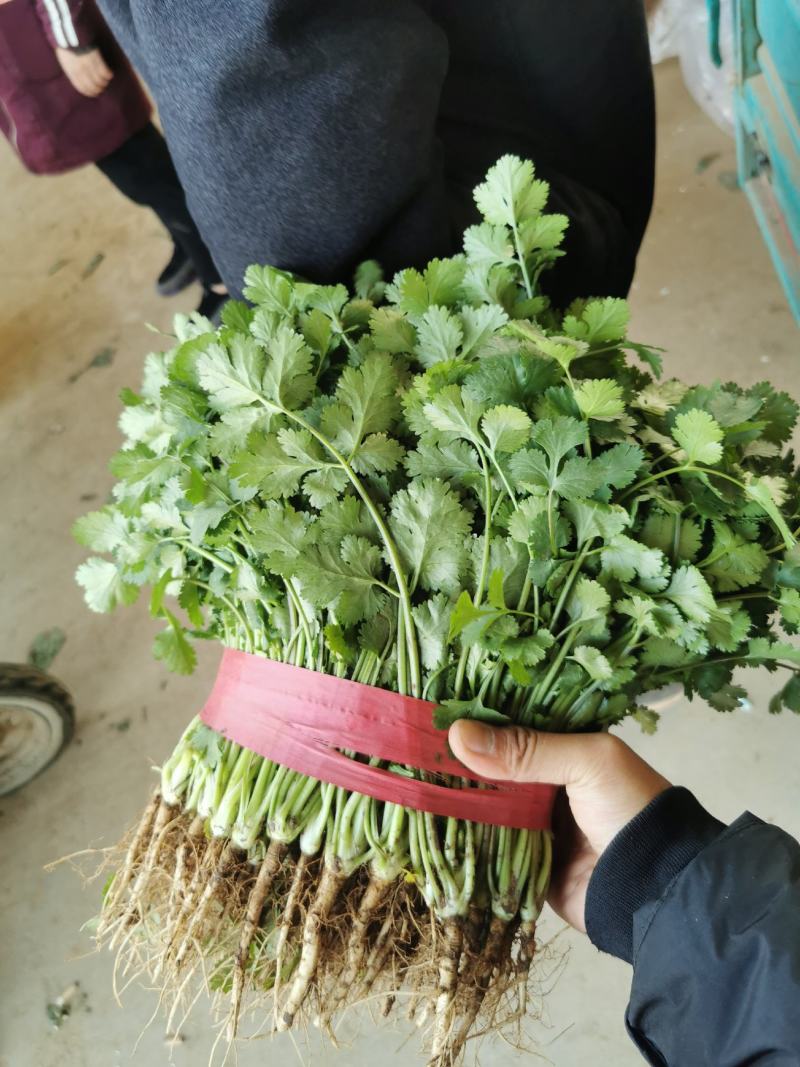 河北永年大叶香菜供应商超各个农贸蔬菜水果市场