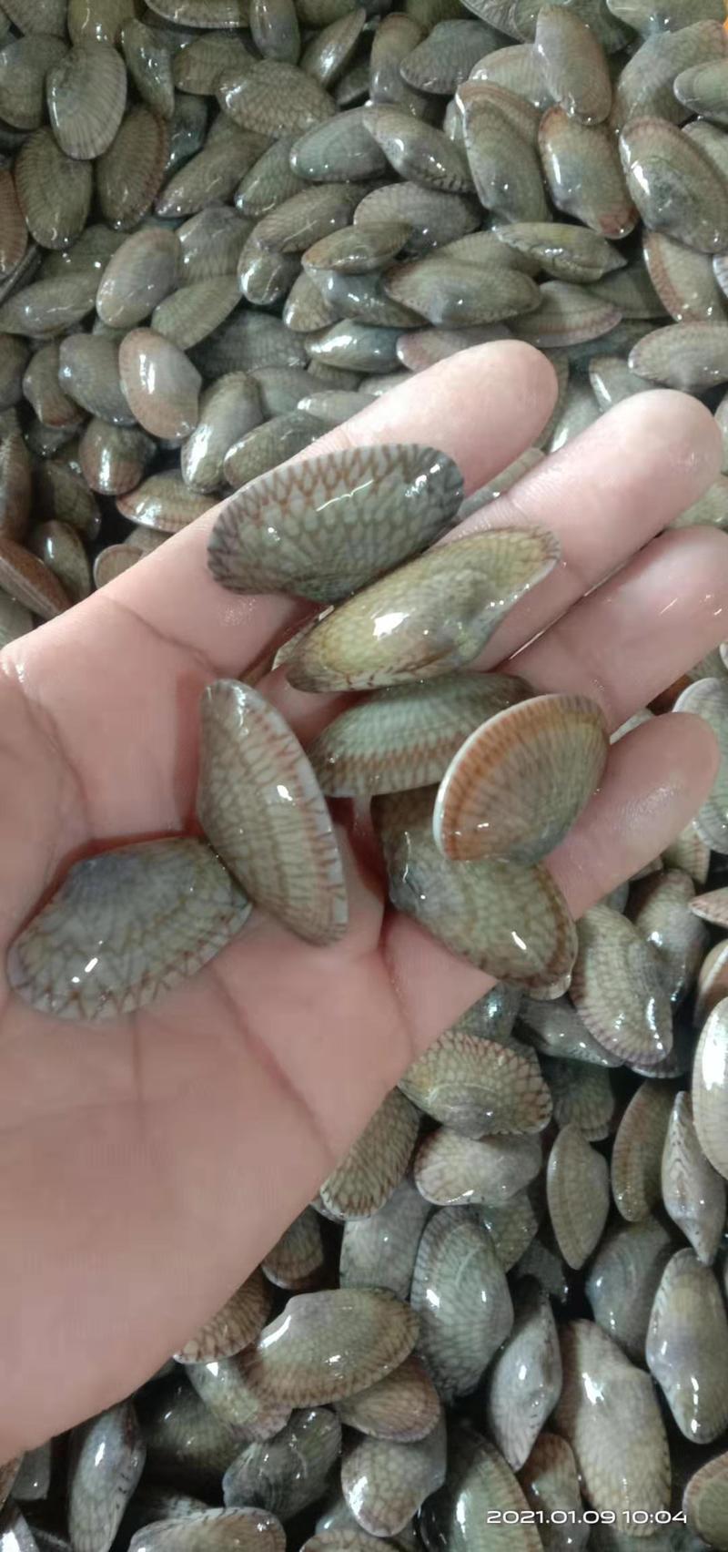 广西北海花甲螺，货源稳定，规格多，欢迎订购