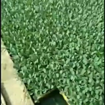 （价格可谈包邮）松花菜苗，产地直发，货源充足，量大从优