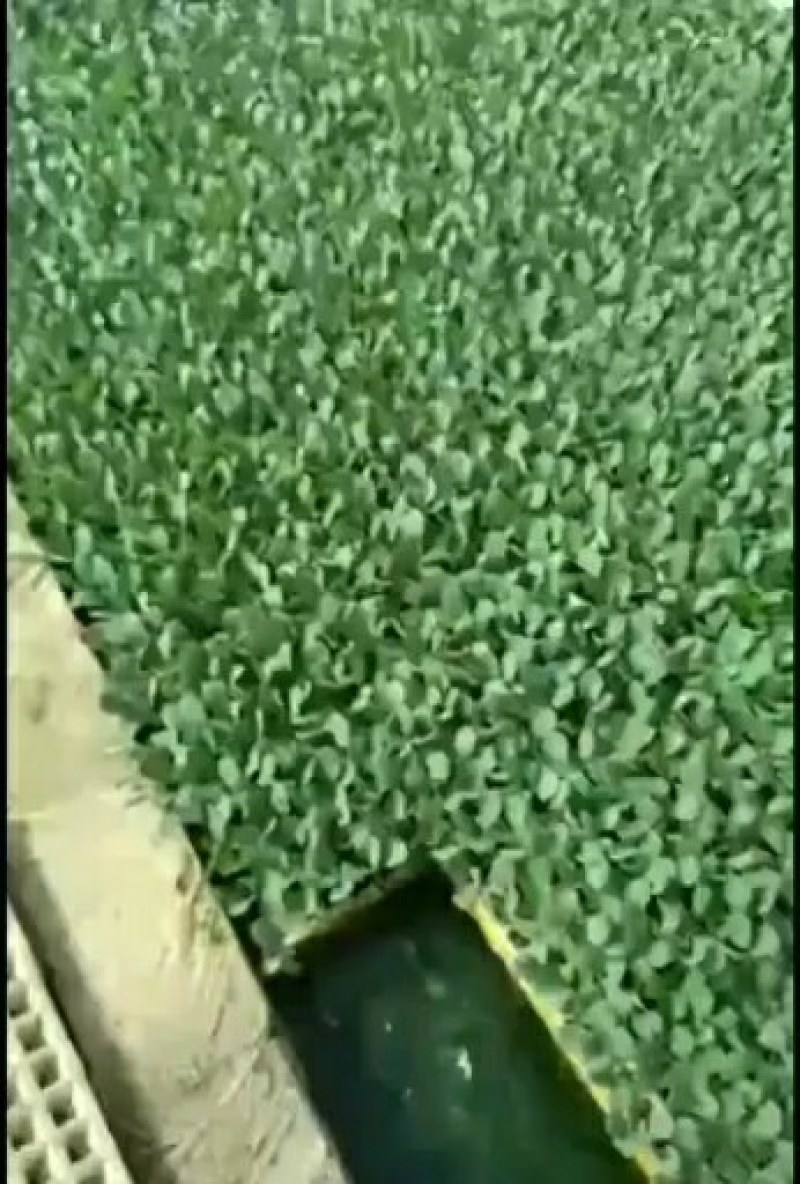 （价格可谈包邮）松花菜苗，产地直发，货源充足，量大从优
