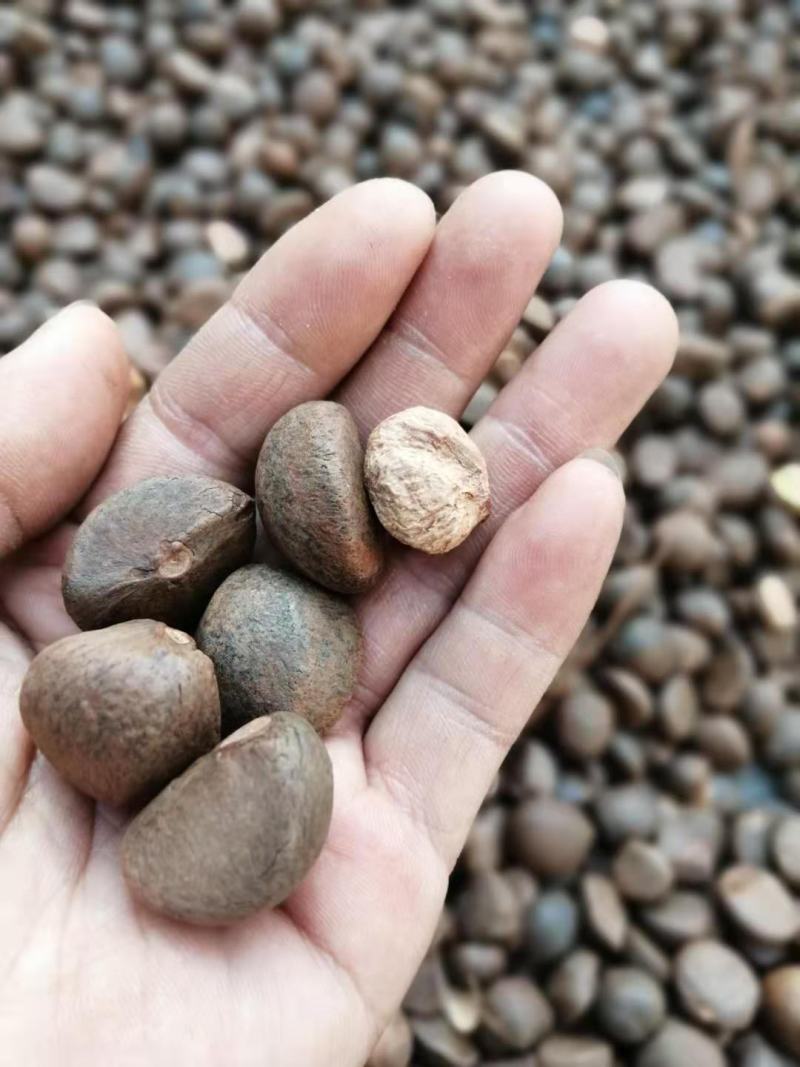 优质手摘籽，中小籽，油茶籽