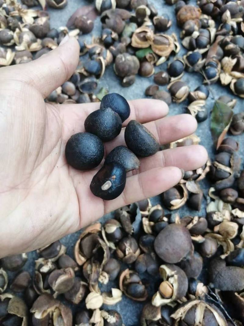 优质手摘籽，中小籽，油茶籽