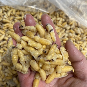 蜂蛹，1-2级混合树蜂蛹，葫芦蜂，树蜂蛹，小蜂蜂蛹，熟冻