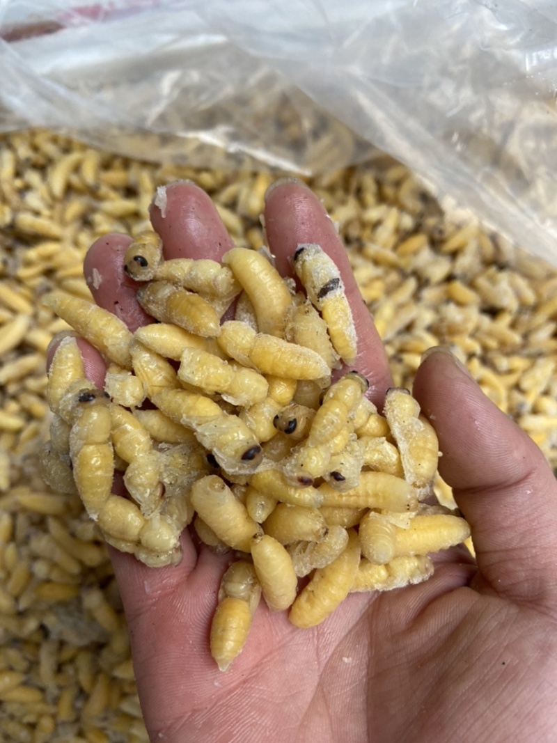 蜂蛹，1-2级混合树蜂蛹，葫芦蜂，树蜂蛹，小蜂蜂蛹，熟冻