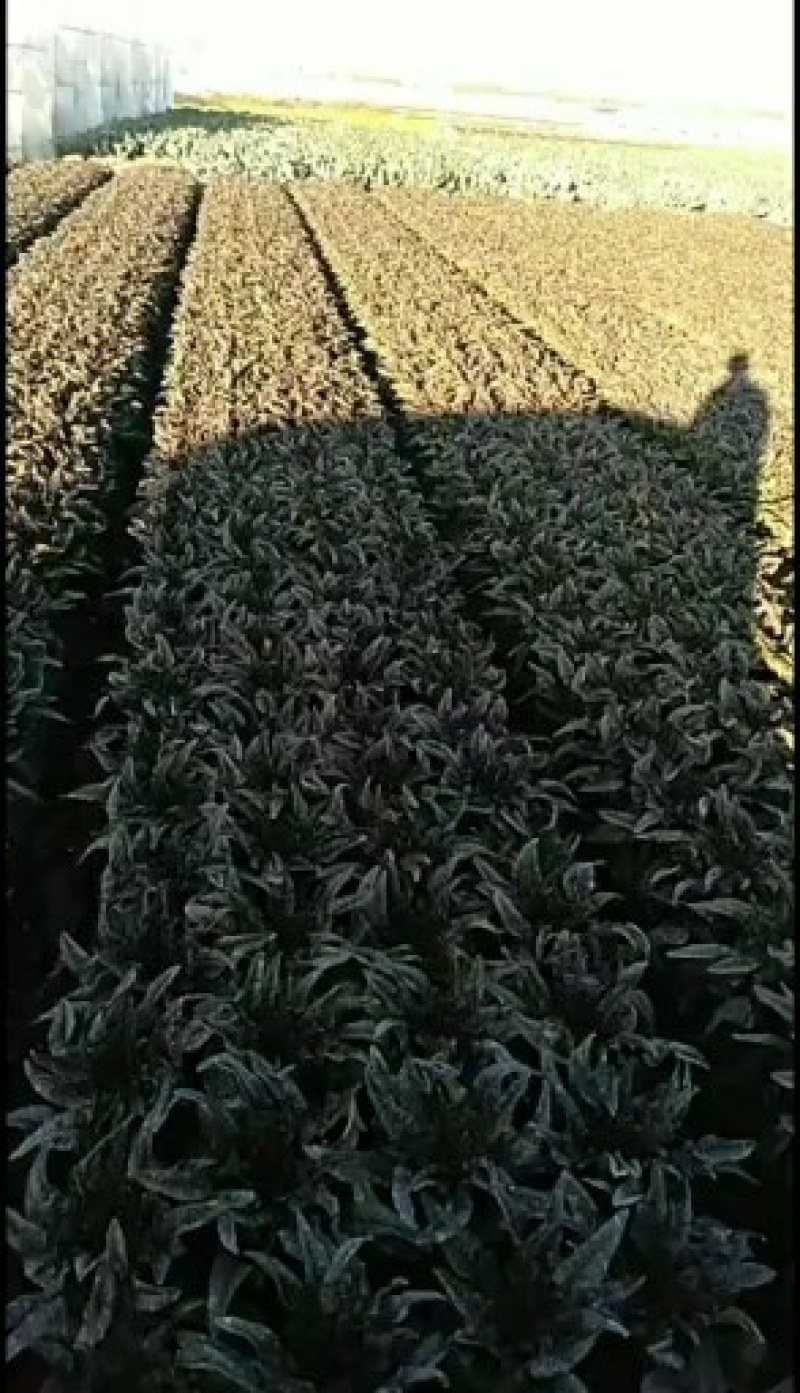 莴笋苗，云南莴笋苗，紫叶莴笋苗，红尖叶莴笋苗，四川莴笋苗