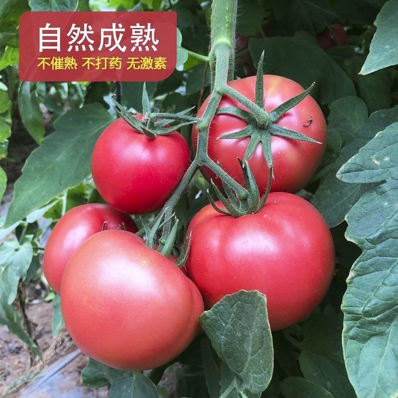 宁夏银川市硬粉大棚西红柿