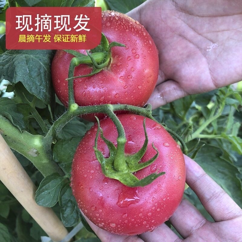 宁夏银川市硬粉大棚西红柿