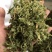 【新货颜色青正品】伸筋草过筛干货舒筋草伸筋草实物拍摄