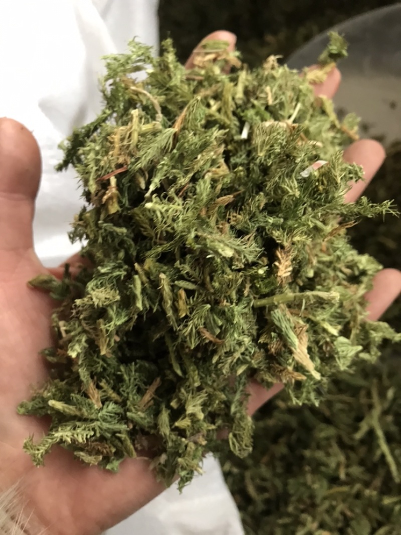 【新货颜色青正品】伸筋草过筛干货舒筋草伸筋草实物拍摄