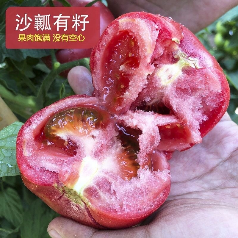 宁夏硬粉西红柿个头漂亮