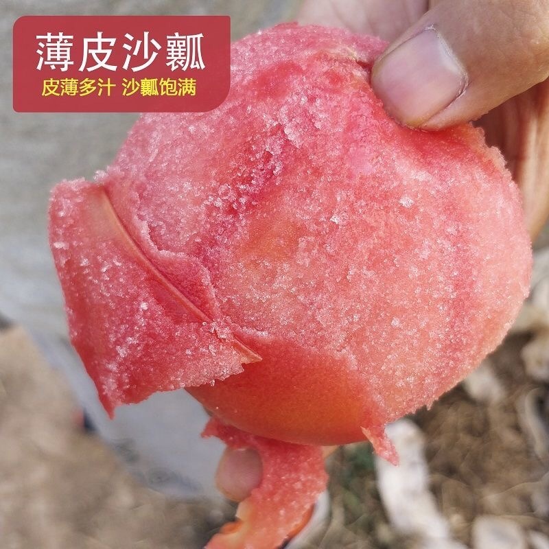 宁夏硬粉西红柿个头漂亮