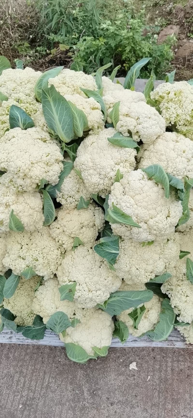 全部可套网套散花菜松花菜青梗散花菜。海拔900米露天种植
