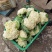 全部可套网套散花菜松花菜青梗散花菜。海拔900米露天种植