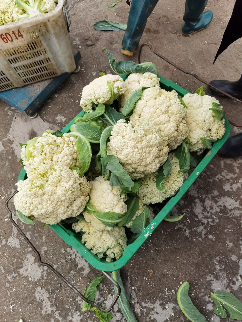 全部可套网套散花菜松花菜青梗散花菜。海拔900米露天种植