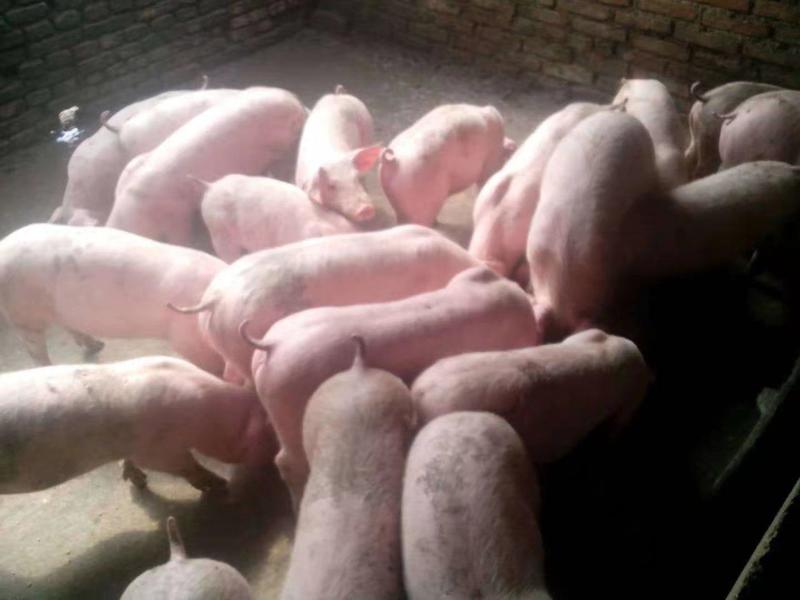 浙江仔猪，品种纯正货源充足，猪场直供全国物流