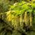 复叶槭树种子梣叶槭别称糖槭落叶乔木很好的蜜源植物行道树庭