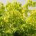 复叶槭树种子梣叶槭别称糖槭落叶乔木很好的蜜源植物行道树庭