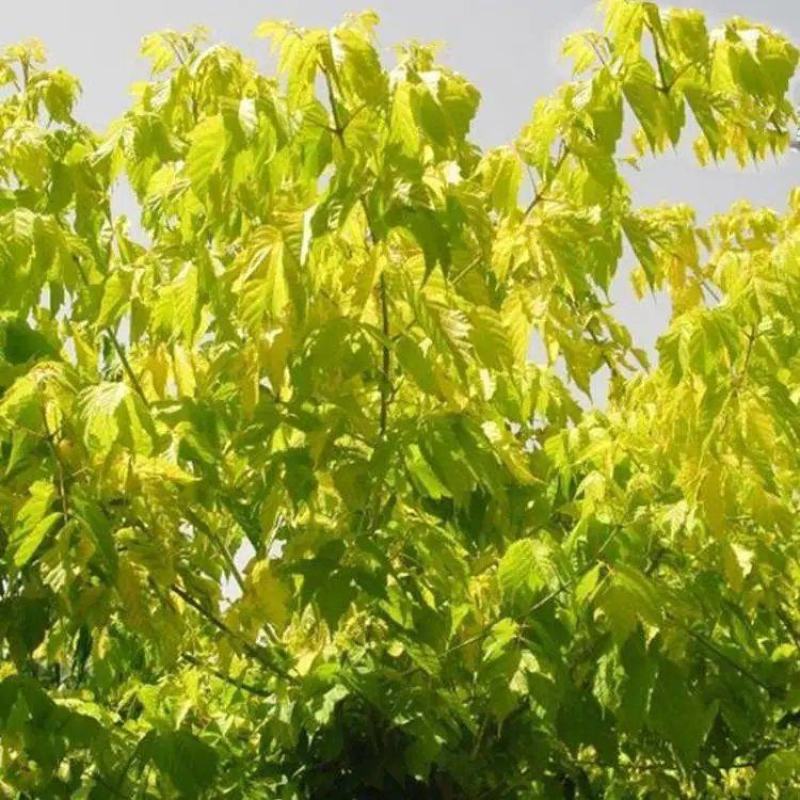 复叶槭树种子梣叶槭别称糖槭落叶乔木很好的蜜源植物行道树庭