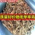 复叶槭树种子梣叶槭别称糖槭落叶乔木很好的蜜源植物行道树庭