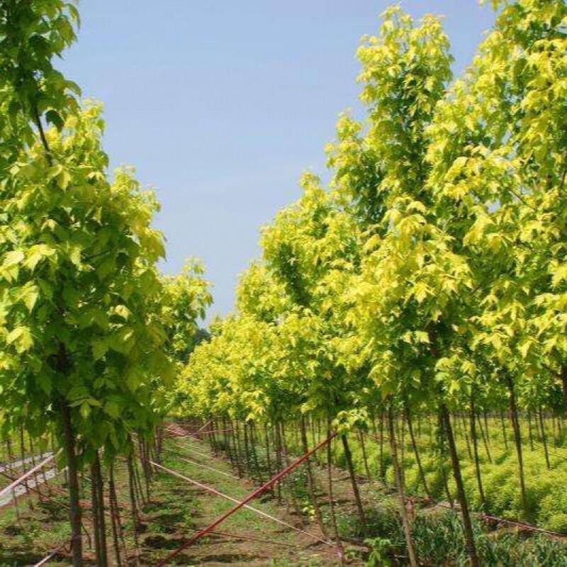 复叶槭树种子梣叶槭别称糖槭落叶乔木很好的蜜源植物行道树庭