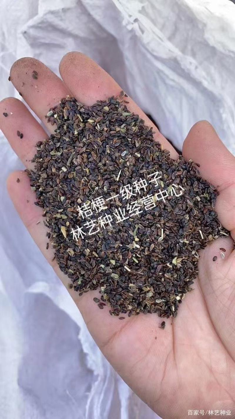 桔梗种子重瓣洋桔梗花种子四季开花室内室外阳台易活花卉