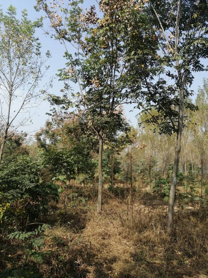 栾树价格11公分栾树价格12公分栾树多少钱