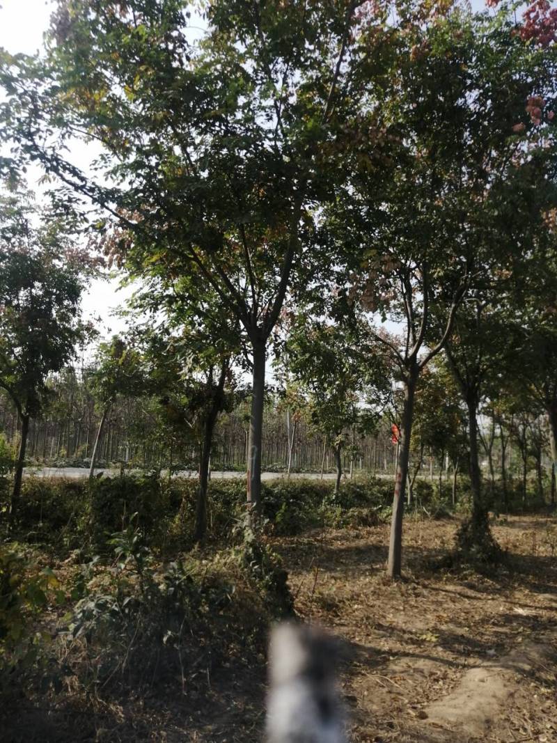 栾树价格11公分栾树价格12公分栾树多少钱