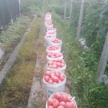 四川省攀枝花米易西红柿大量上市欢迎老板前来洽谈。
