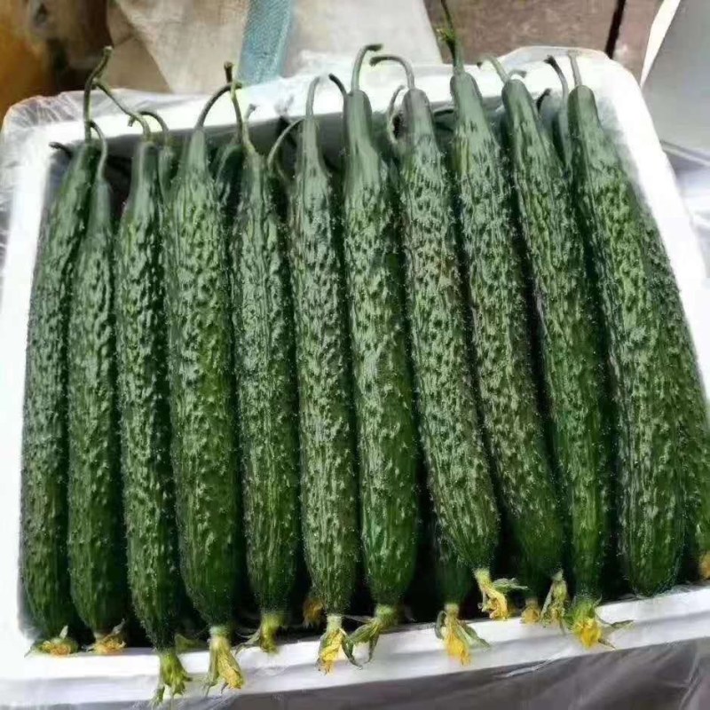 黄瓜密刺黄瓜小条中条油亮黑皮黄瓜货源充足视频看货诚信经营