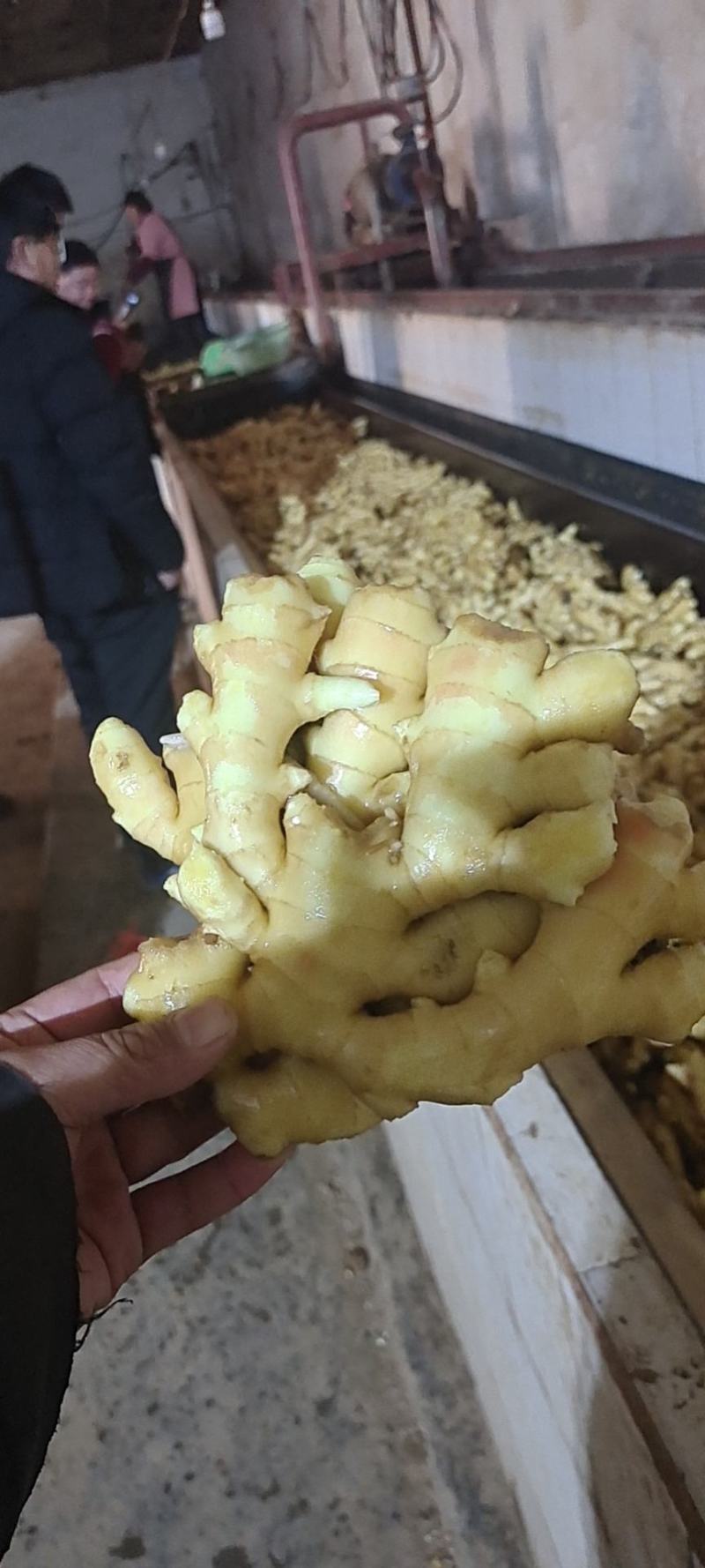 【农户自种/除土%5】精品大黄姜【电商市场超市加工出口】