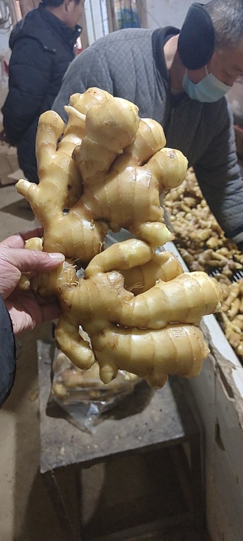 【农户自种/除土%5】精品大黄姜【电商市场超市加工出口】