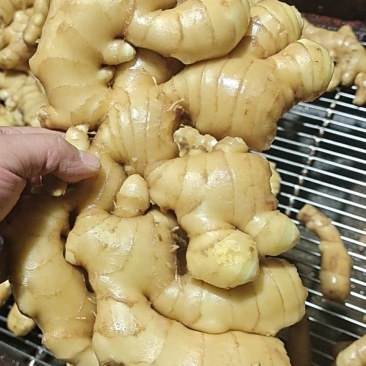【农户自种/除土%5】精品大黄姜【电商市场超市加工出口】