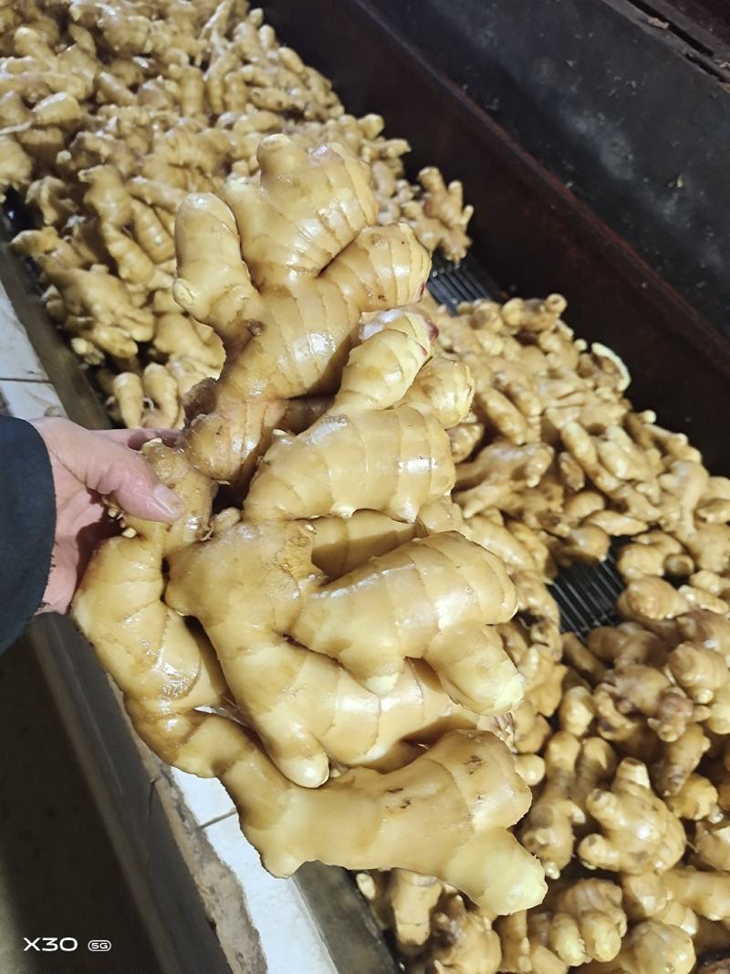 【农户自种/除土%5】精品大黄姜【电商市场超市加工出口】