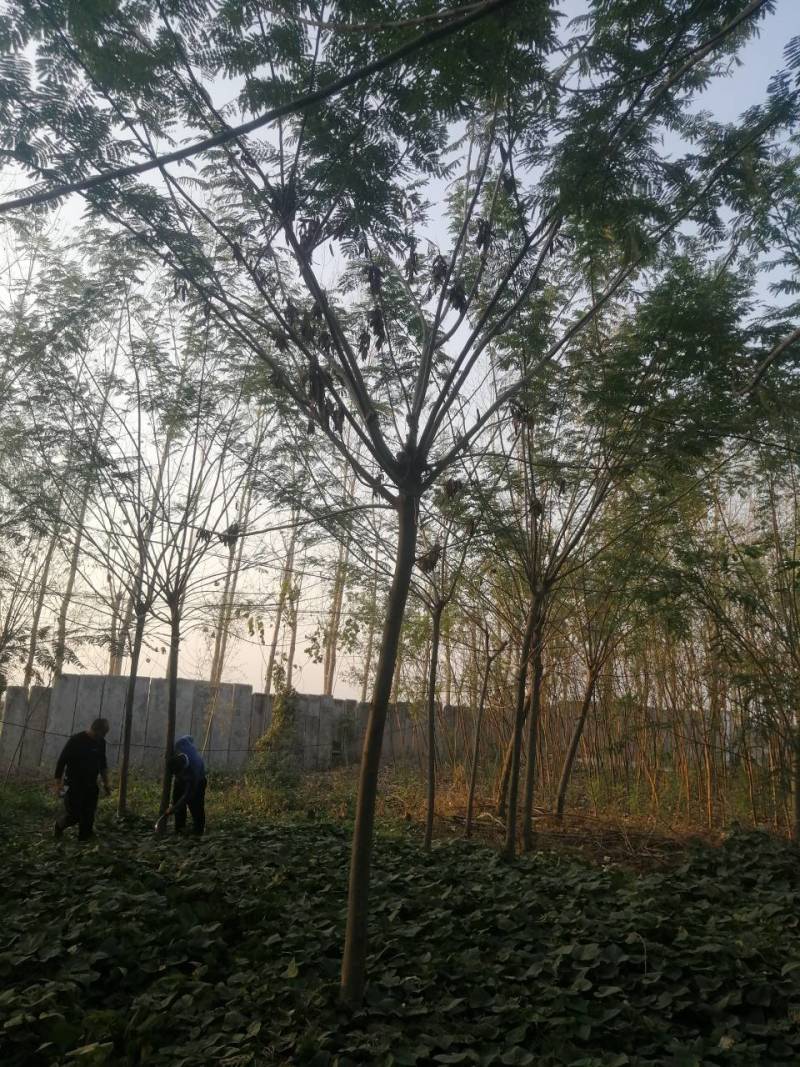 合欢小苗价格3公分4公分合欢价格6公分合欢