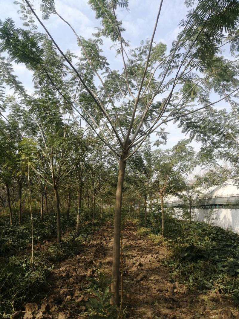 合欢小苗价格3公分4公分合欢价格6公分合欢