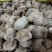 桑螵蛸蟑螂壳选关书药业1000g起批