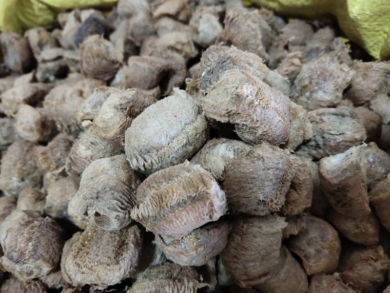 桑螵蛸蟑螂壳选关书药业1000g起批