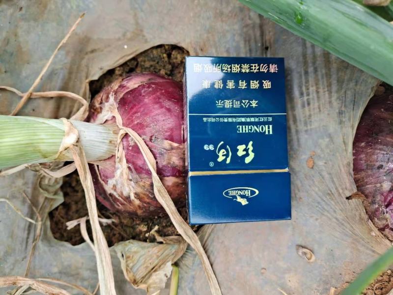 建水万亩紫洋葱已上市，基地实拍，需要的老板速联系！