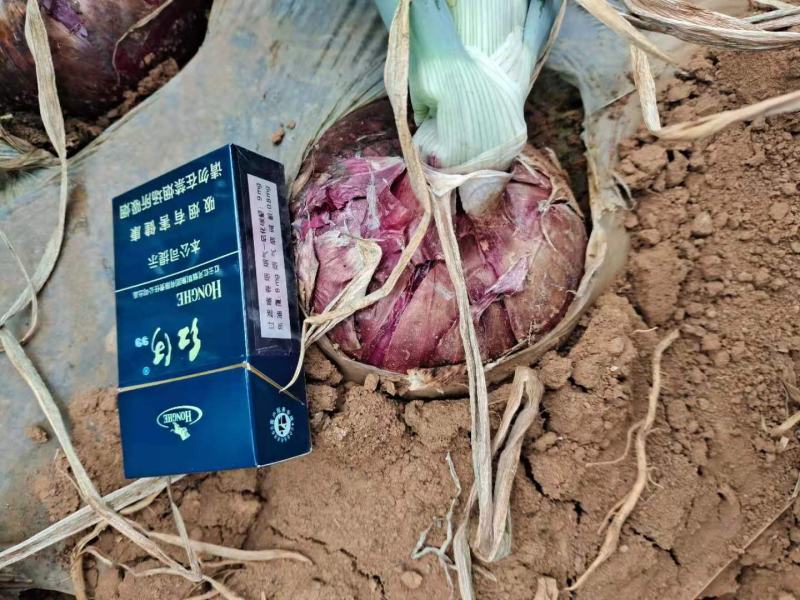 建水万亩紫洋葱已上市，基地实拍，需要的老板速联系！