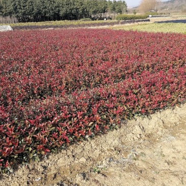 红叶石楠地栽红叶石楠球篱笆树苗苗地直销