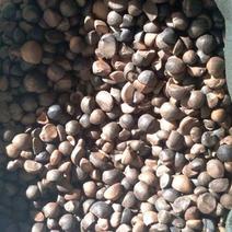 野生油茶籽，中小籽，货不多了