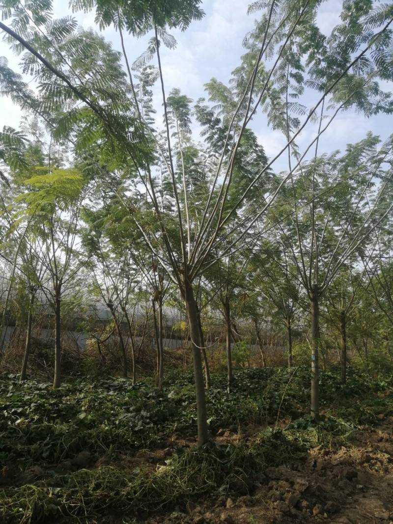 合欢价格9公分10公分合欢价格11公分合欢价格便宜